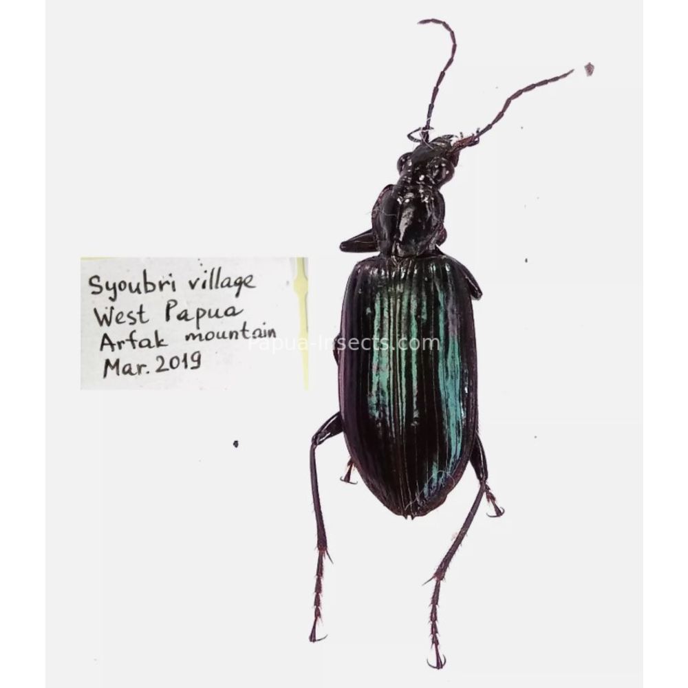 Carabidae Cicindelinae different sp. from West Papua, Indonesia