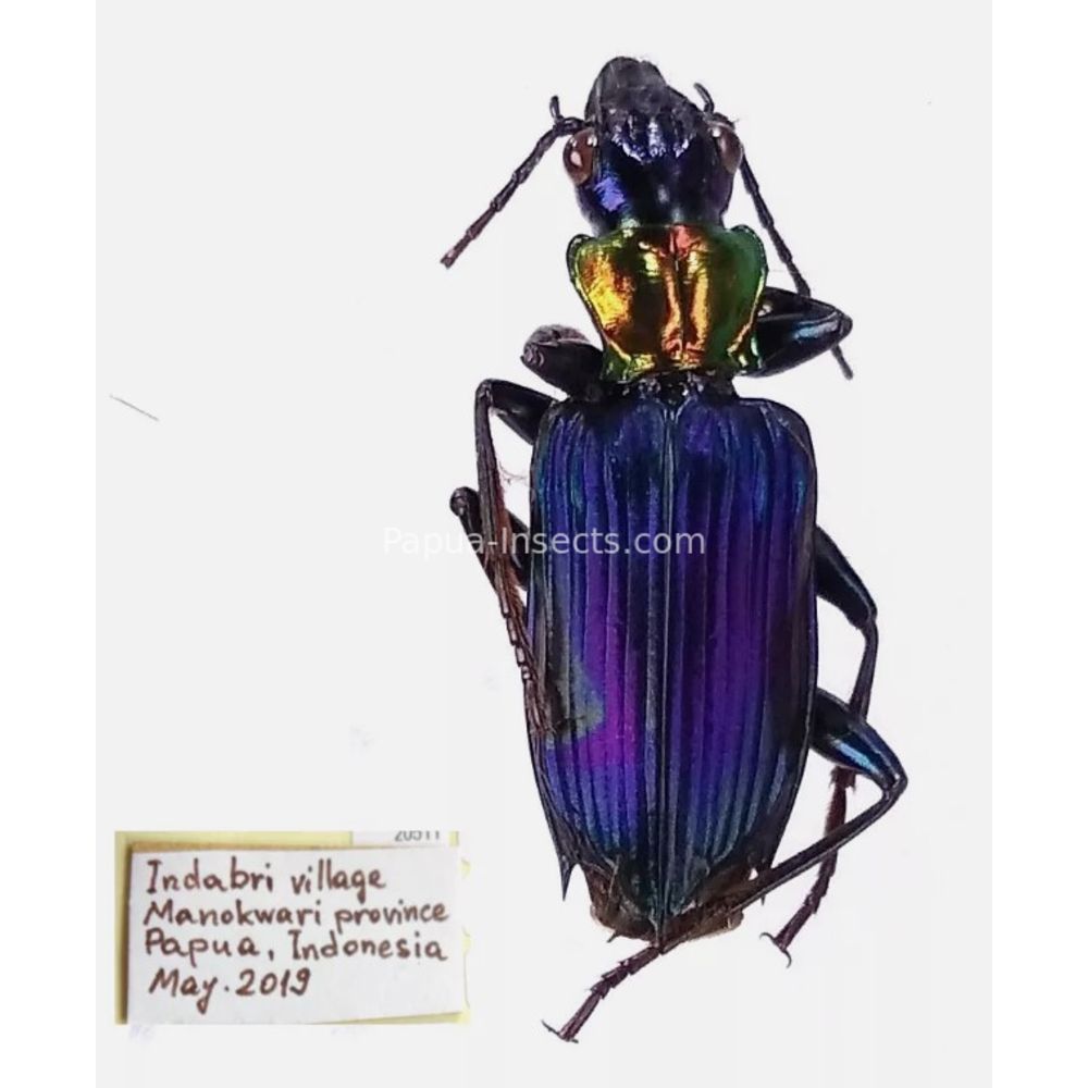 Carabidae Cicindelinae different sp. from West Papua, Indonesia