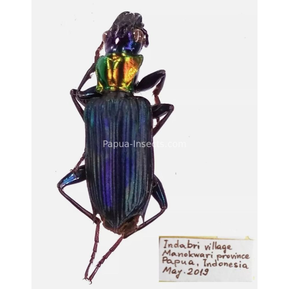 Carabidae Cicindelinae different sp. from West Papua, Indonesia