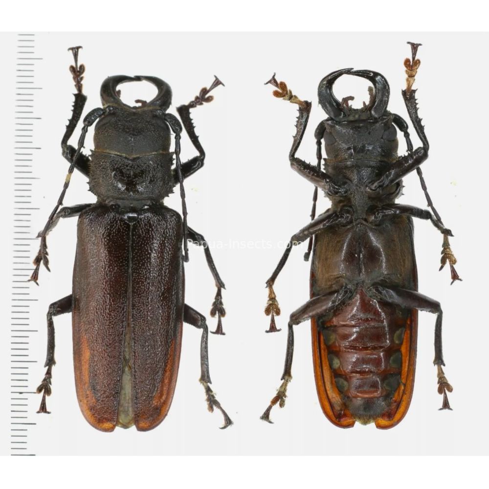 Gnathonyx piceipennis longiscapis 59mm male from West Papua, Indonesia