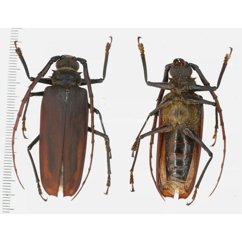 Osphryon subitanus - 51mm from Jayapura province West Papua, Indonesia