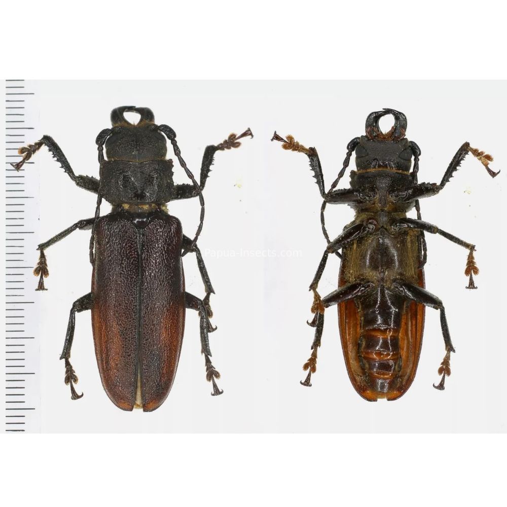 Gnathonyx piceipennis longiscapis 44mm male - West Papua, Indonesia