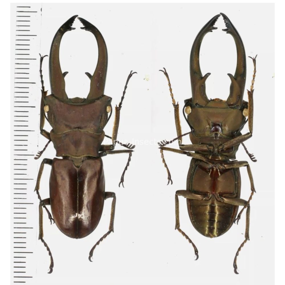 Cyclommatus eximius - Lucanidae 47mm from Jayapura, West Papua, Indonesia