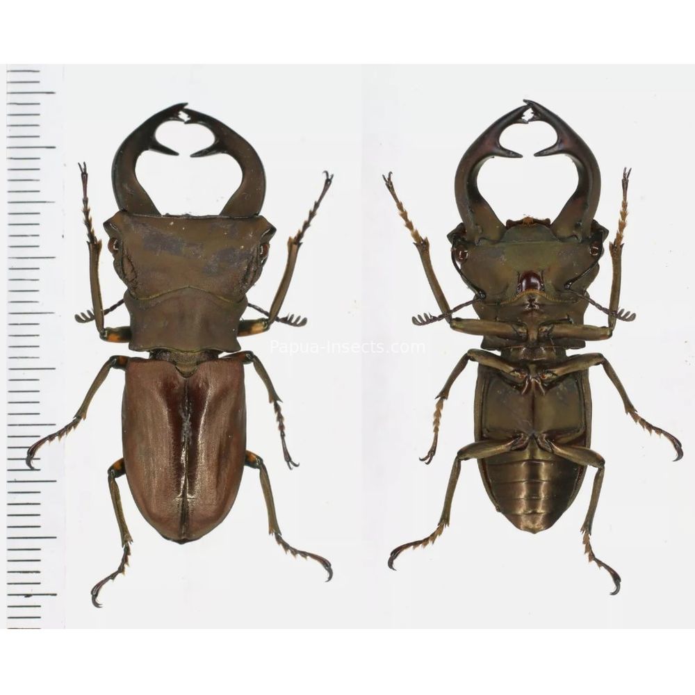 Cyclommatus weinreichi - Lucanidae 40mm from Jayapura, West Papua, Indonesia