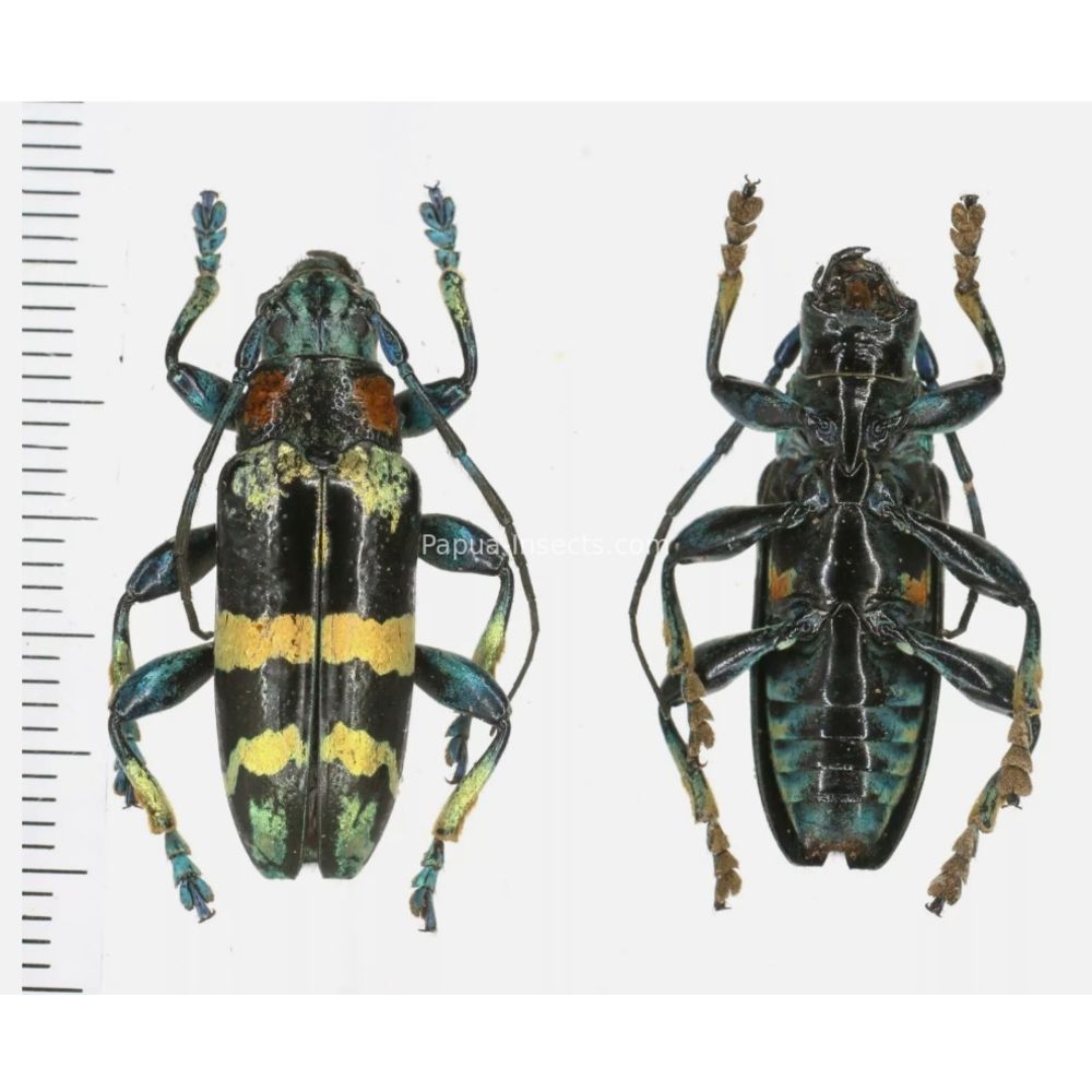 Tmesisternus dohertyi - Cerambycidae from Jayapura, West Papua, Indonesia RARE