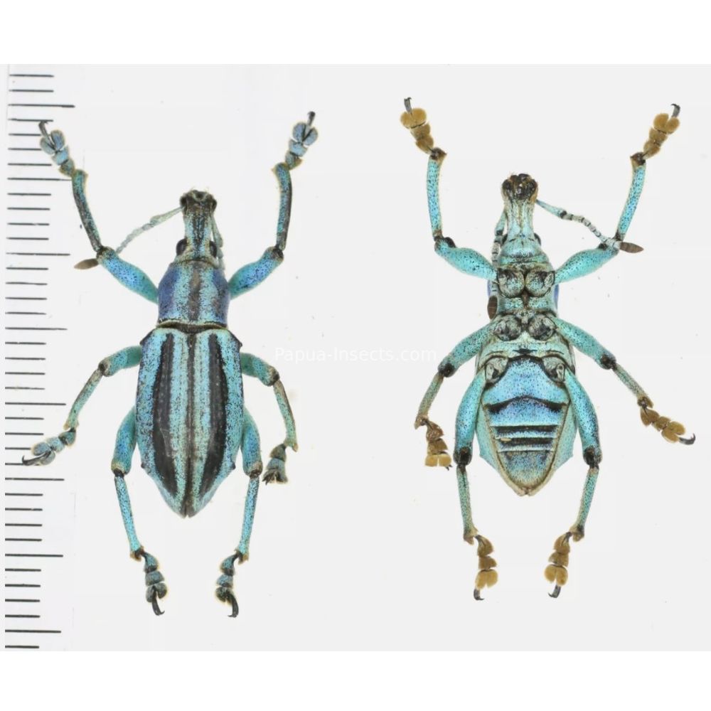 Eupholus marielaurae - Curculionidae from Manokwari prov., West Papua Indonesia