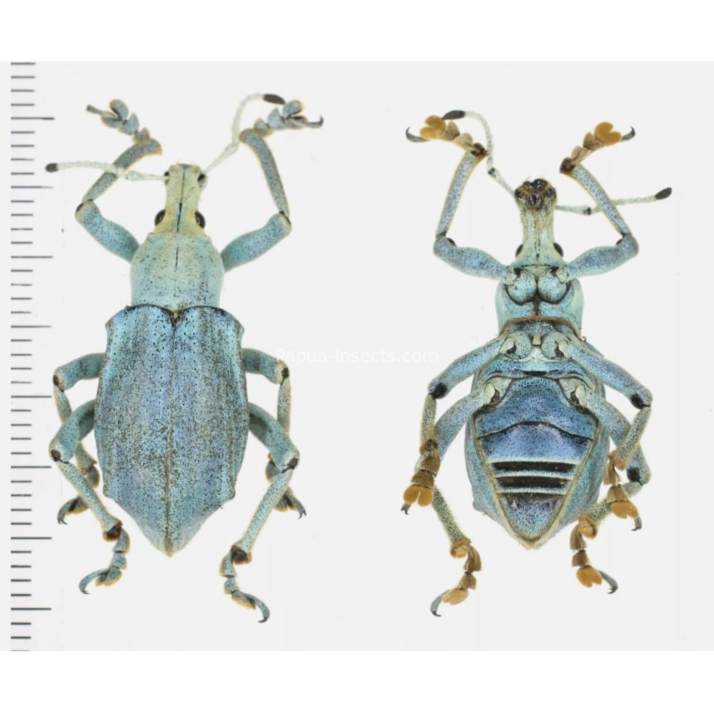 Eupholus marielaurae - Curculionidae from Manokwari prov., West Papua Indonesia