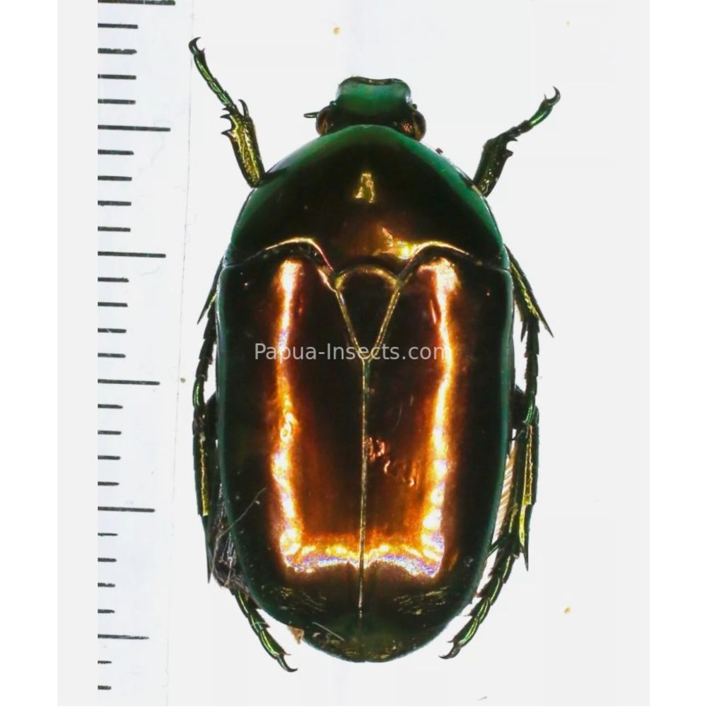 Poecilopharis curtisi - Cetoniinae 23mm from Yamdena island, Indonesia