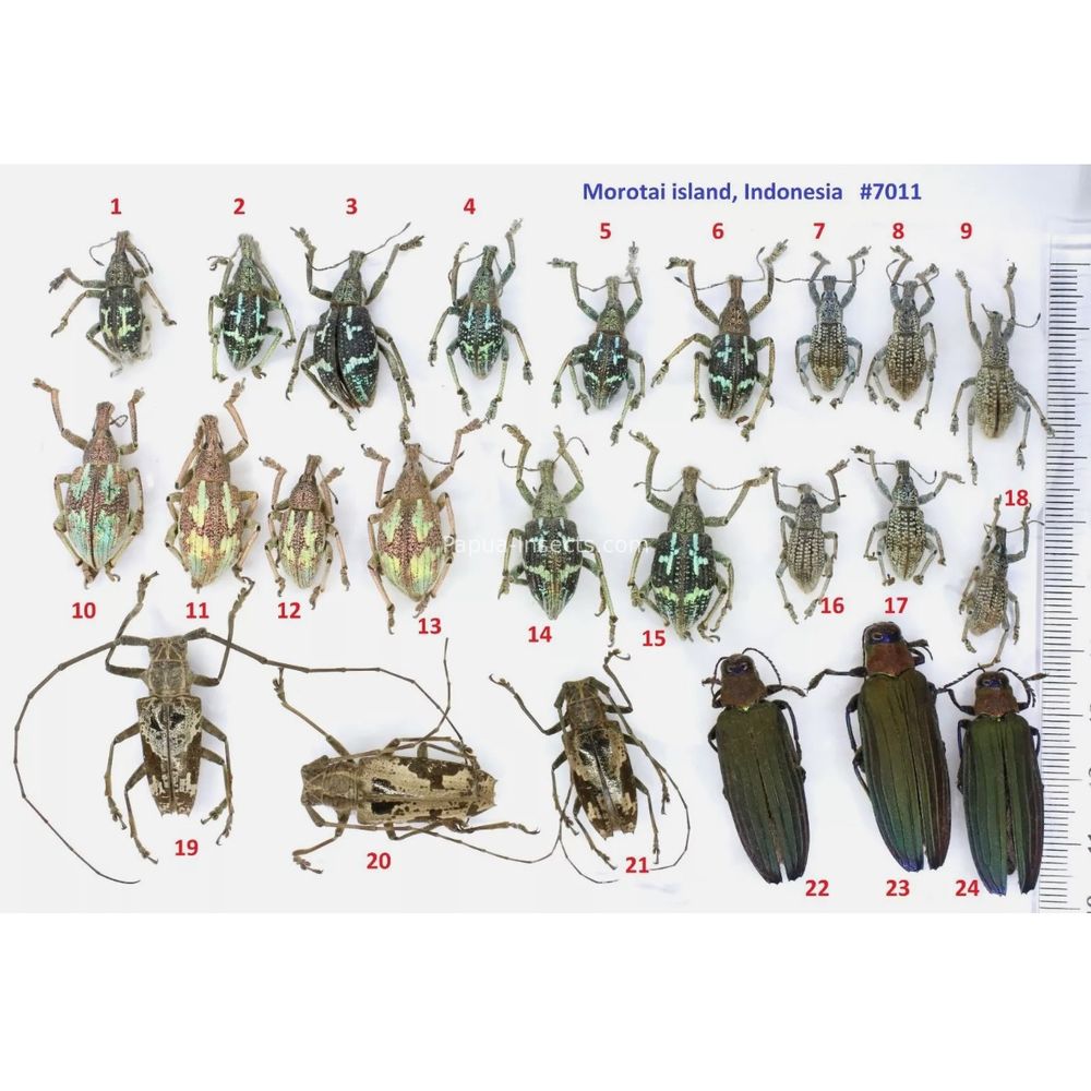 Rhinoscapha - Curculionidae from Morotai island, Indonesia *7011