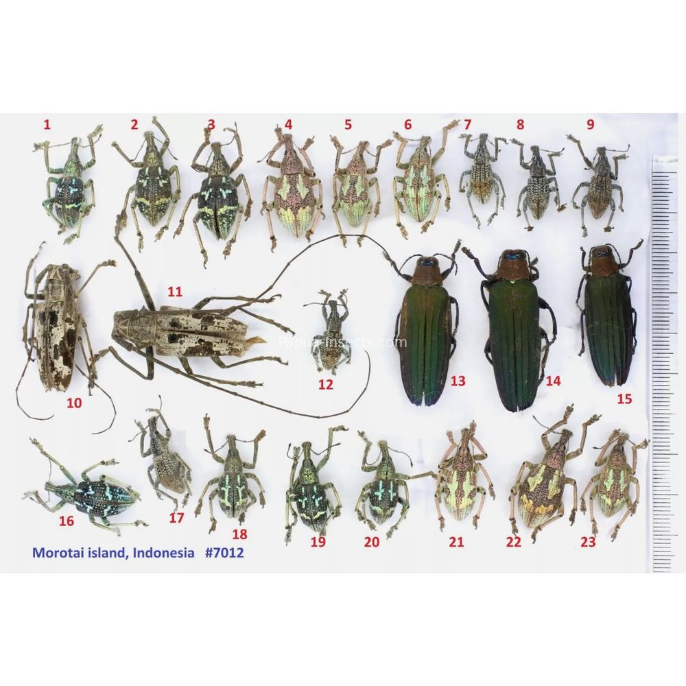 Rhinoscapha - Curculionidae from Morotai island, Indonesia *7012