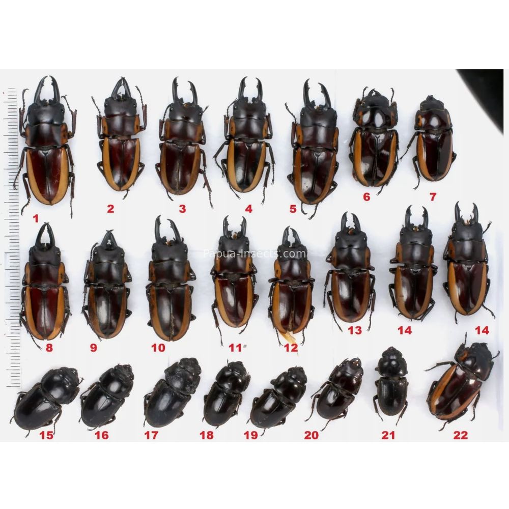 Lucanidae Prosopocoilus bison from Merauke province, Central Papua Indonesia #81