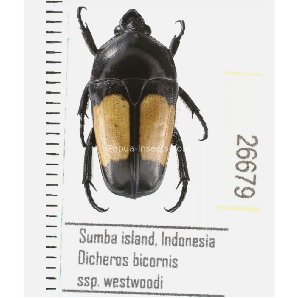 Lomaptera Ischiopsopha Cetoniinae from different islands of Indonesia