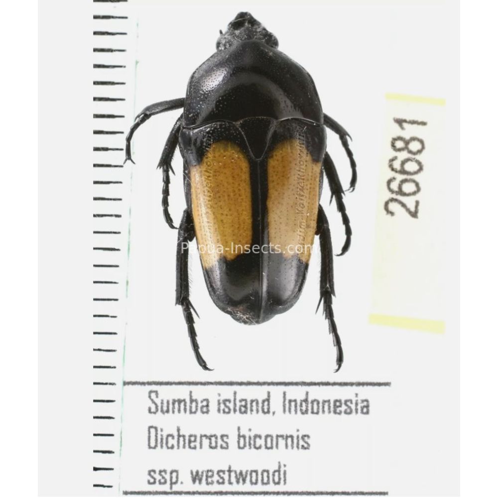 Lomaptera Ischiopsopha Cetoniinae from different islands of Indonesia