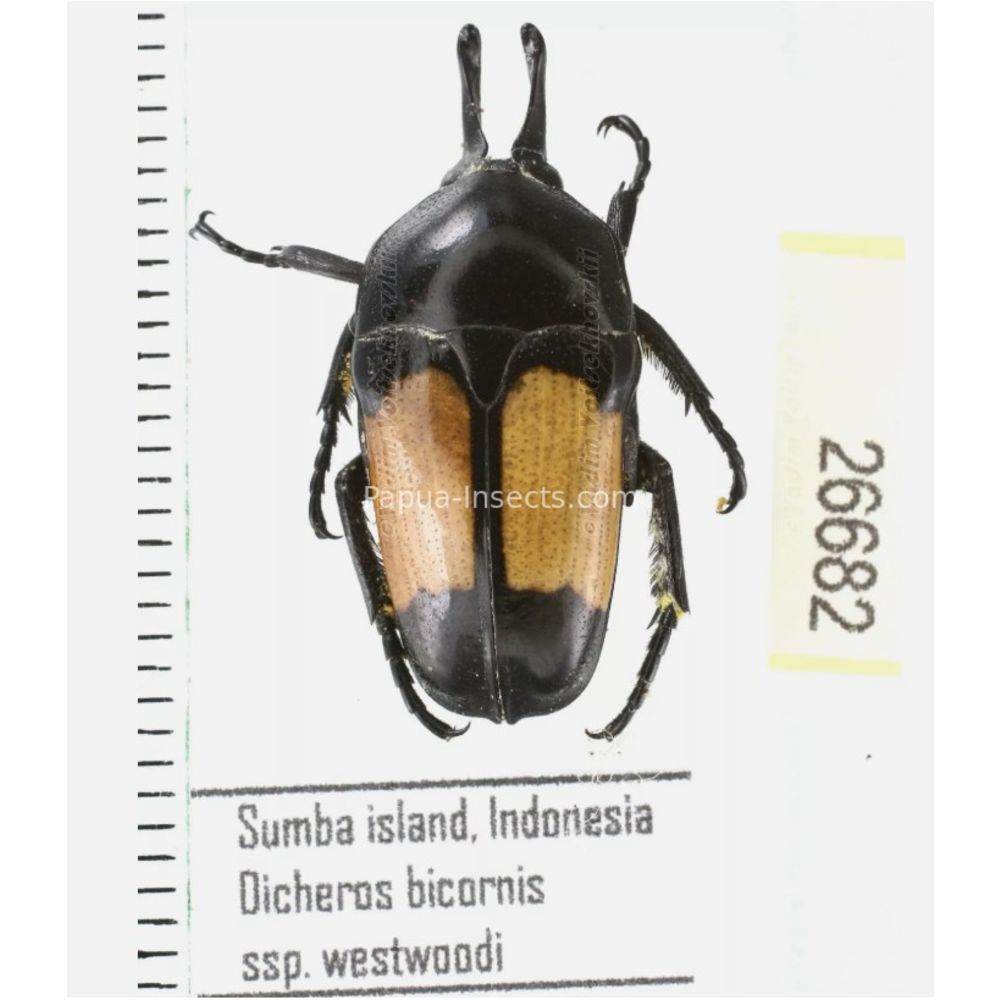 Lomaptera Ischiopsopha Cetoniinae from different islands of Indonesia