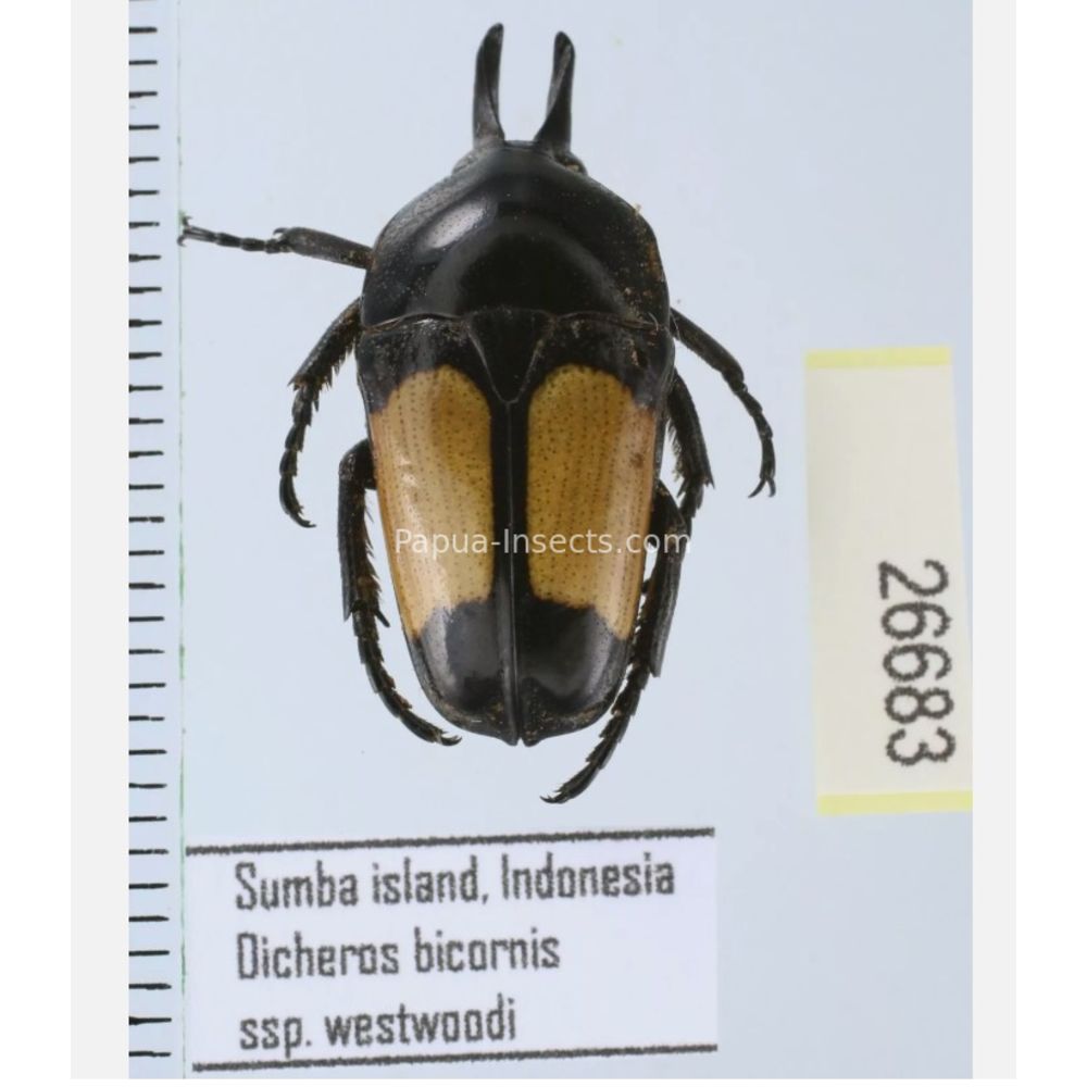 Lomaptera Ischiopsopha Cetoniinae from different islands of Indonesia