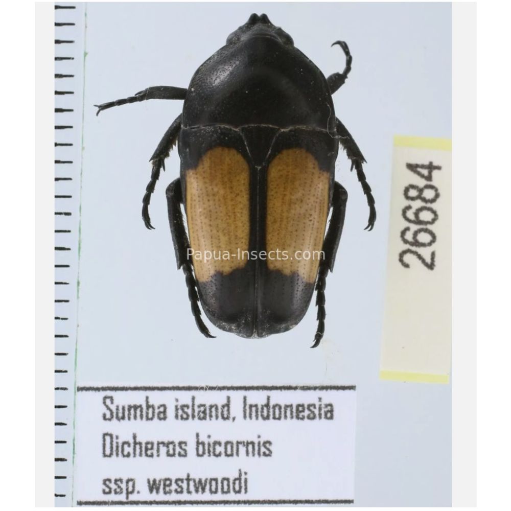 Lomaptera Ischiopsopha Cetoniinae from different islands of Indonesia