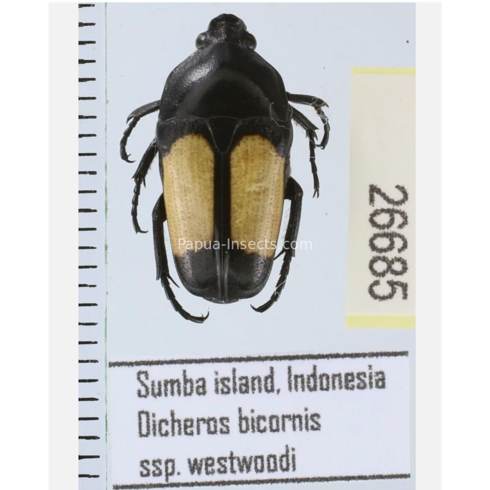 Lomaptera Ischiopsopha Cetoniinae from different islands of Indonesia