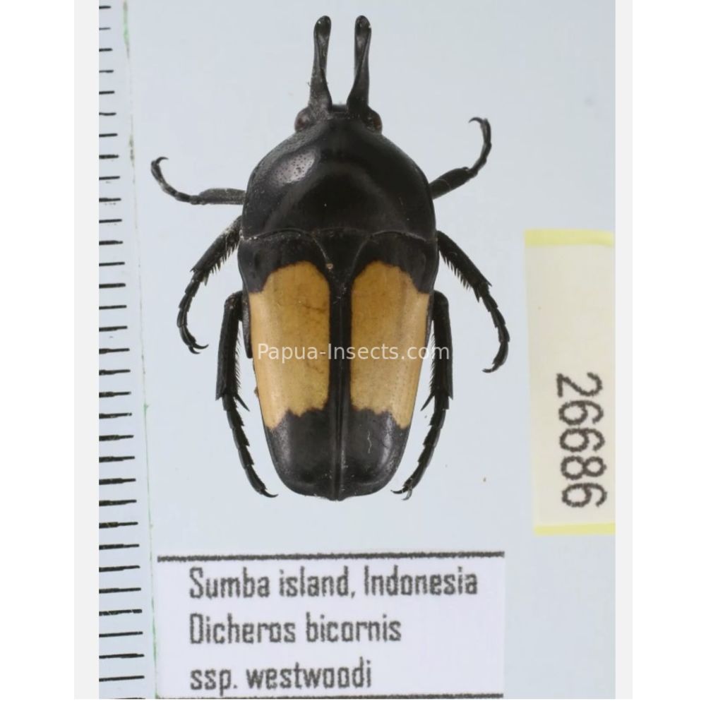 Lomaptera Ischiopsopha Cetoniinae from different islands of Indonesia