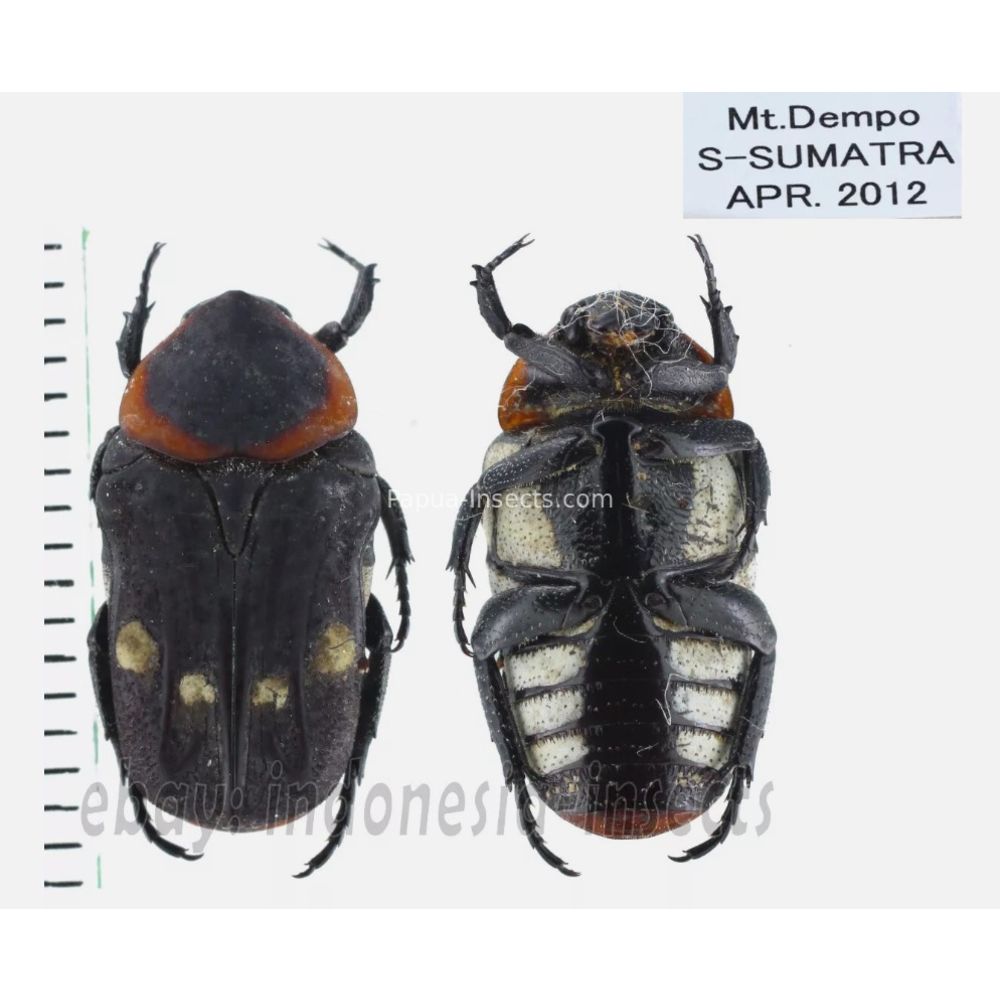 Lomaptera Ischiopsopha Cetoniinae from different islands of Indonesia