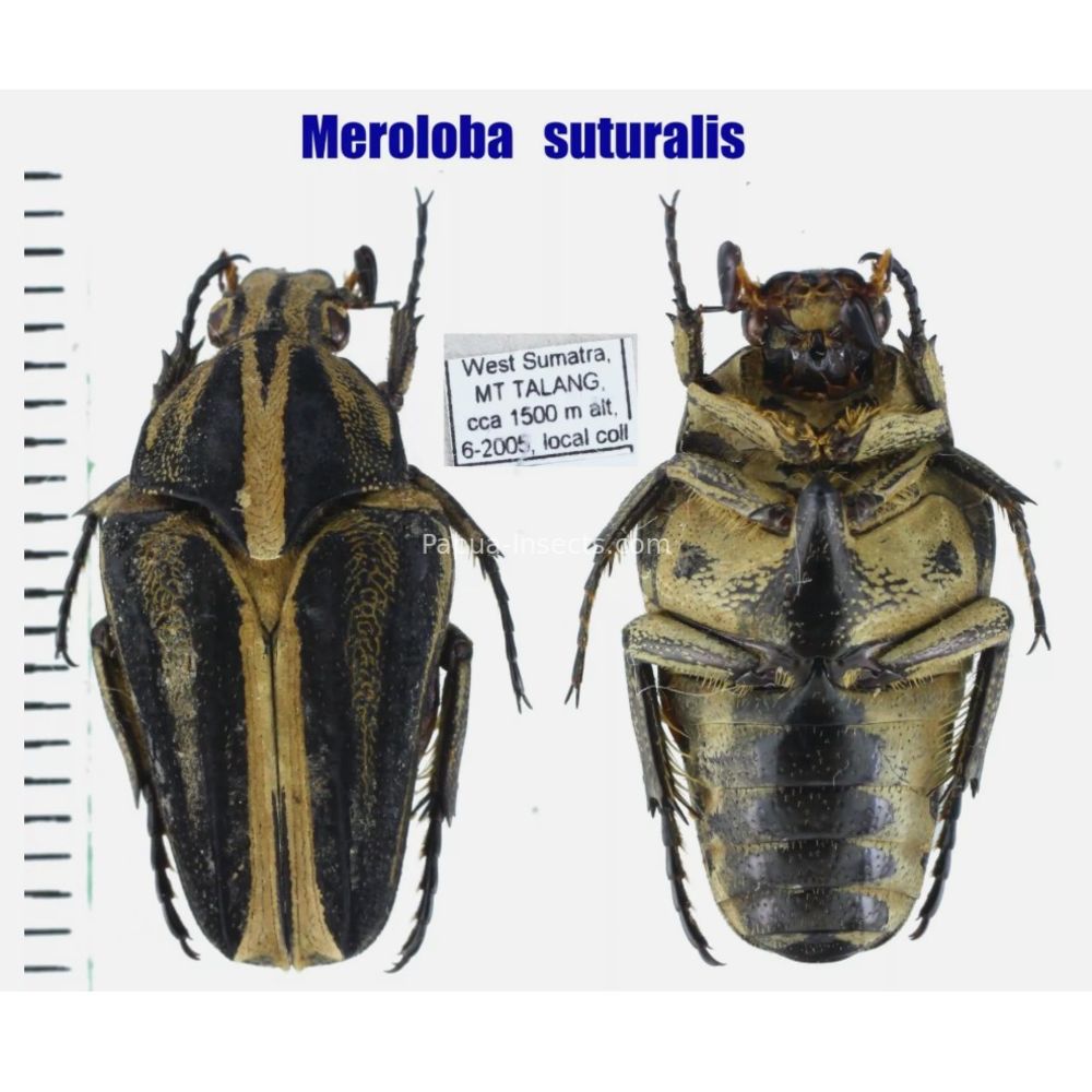 Lomaptera Ischiopsopha Cetoniinae from different islands of Indonesia