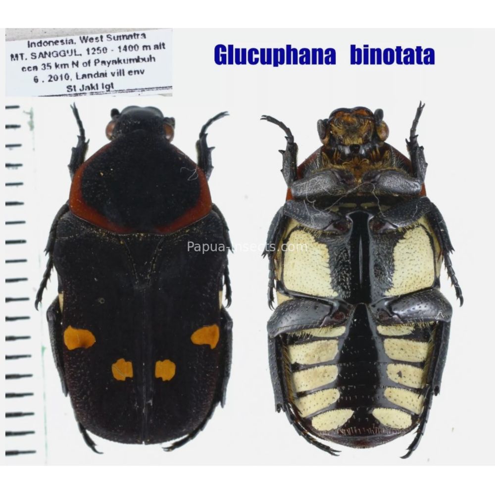 Lomaptera Ischiopsopha Cetoniinae from different islands of Indonesia