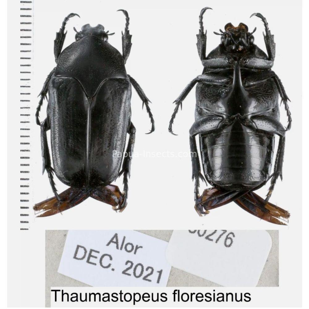 Lomaptera Ischiopsopha Cetoniinae from different islands of Indonesia