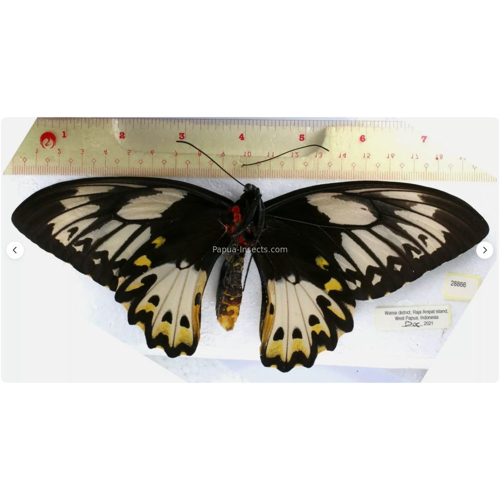 Ornithoptera priamus poseidon from Waigeo island and Merauke province Indonesia