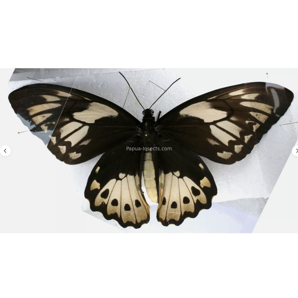 Ornithoptera priamus poseidon from Waigeo island and Merauke province Indonesia