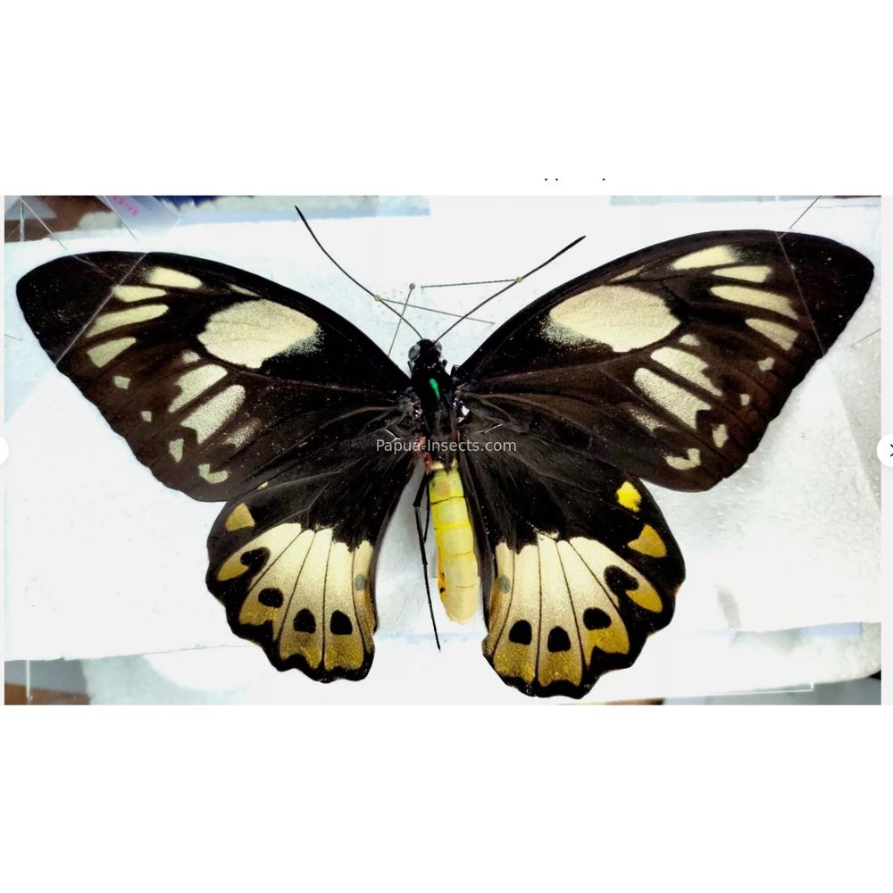 Ornithoptera priamus poseidon from Waigeo island and Merauke province Indonesia