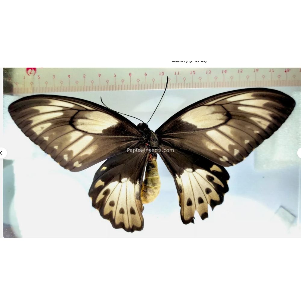 Ornithoptera priamus poseidon from Waigeo island and Merauke province Indonesia