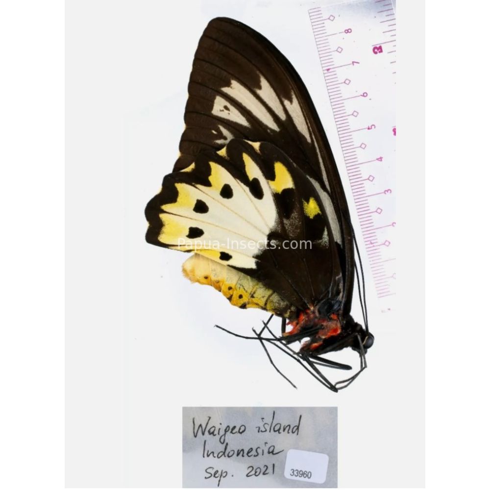 Ornithoptera priamus poseidon from Waigeo island and Merauke province Indonesia