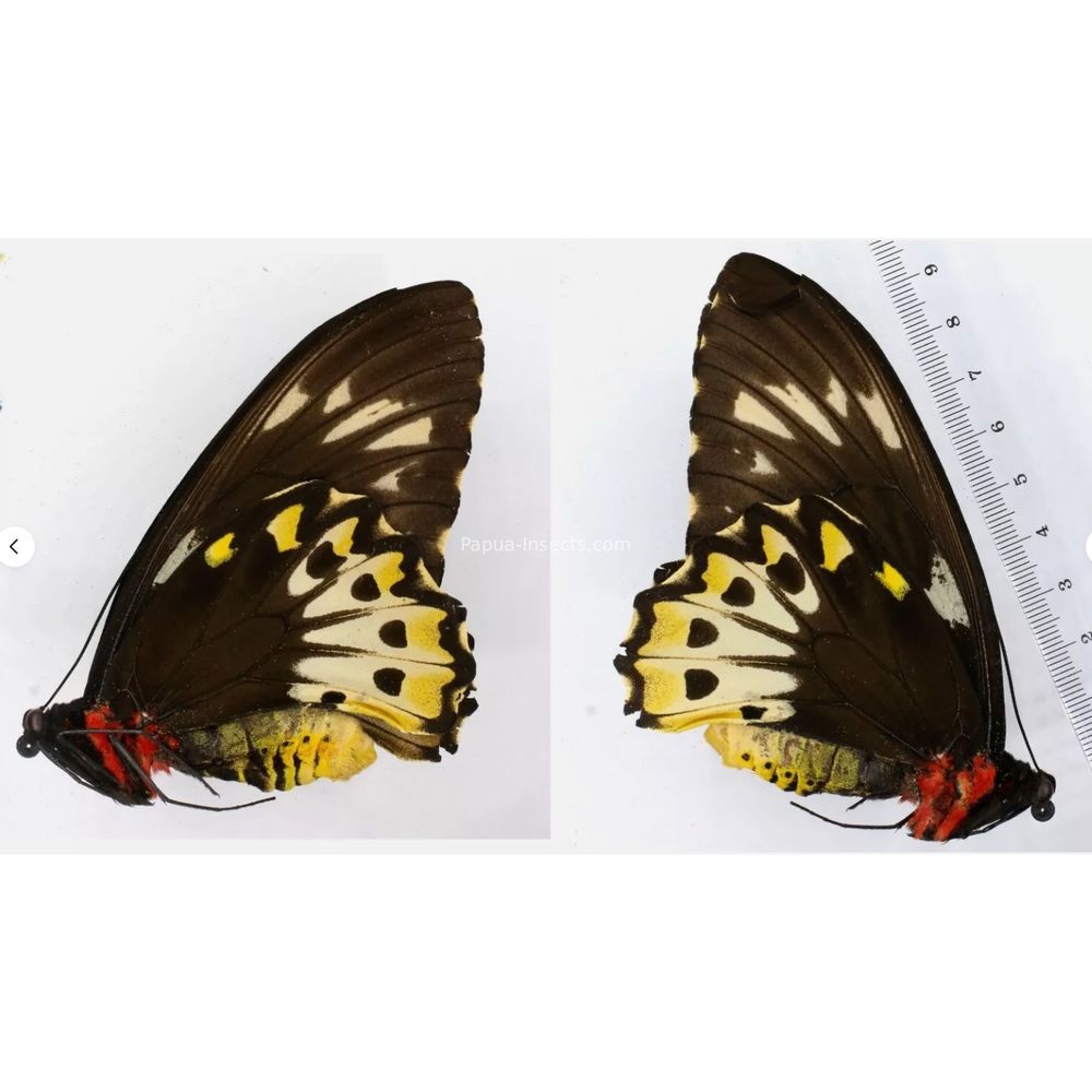 Ornithoptera priamus poseidon from Waigeo island and Merauke province Indonesia