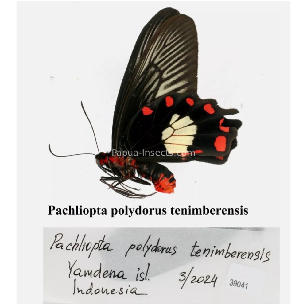 Pachliopta polydorus ssp. - Papilionidae from different islads of Indonesia