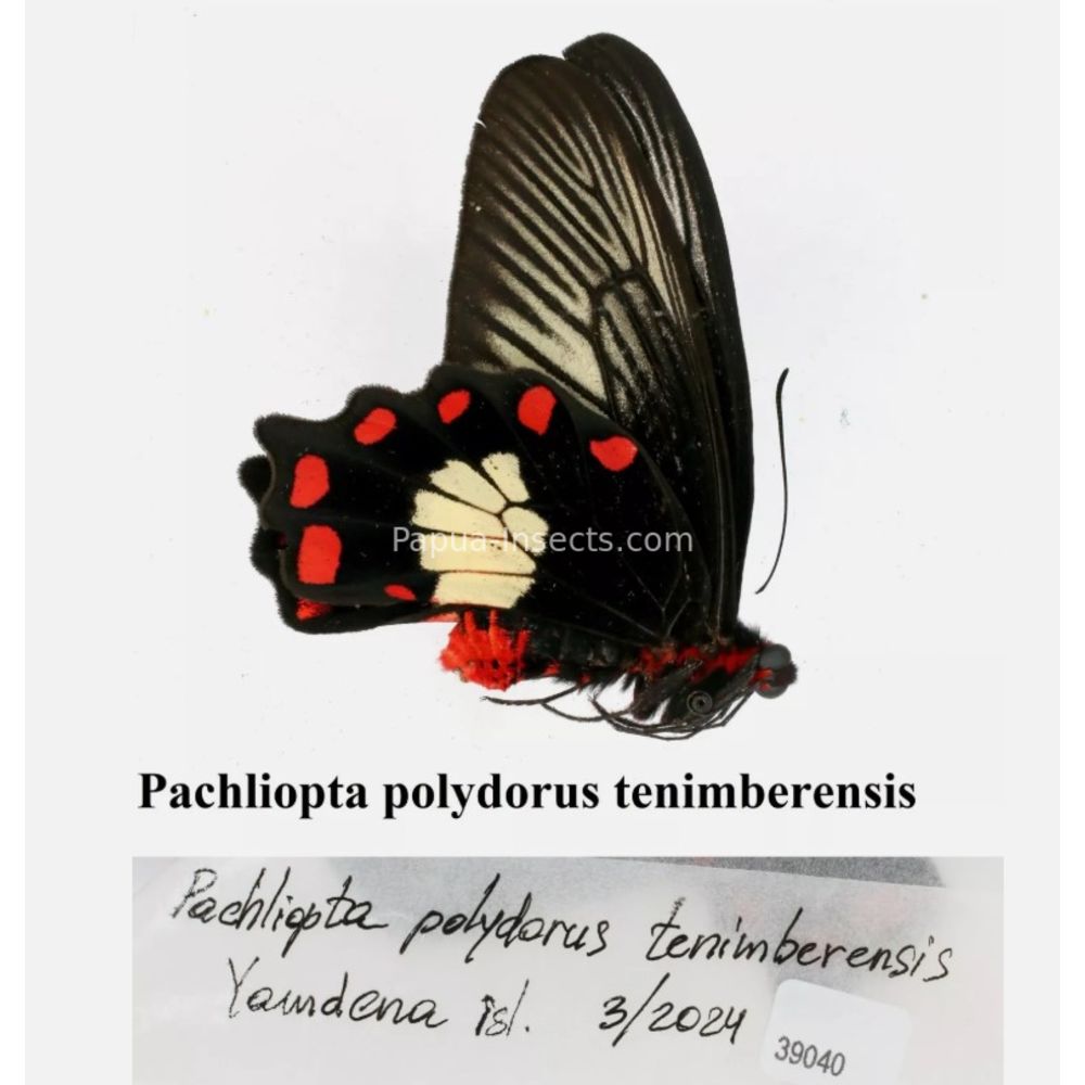 Pachliopta polydorus ssp. - Papilionidae from different islads of Indonesia