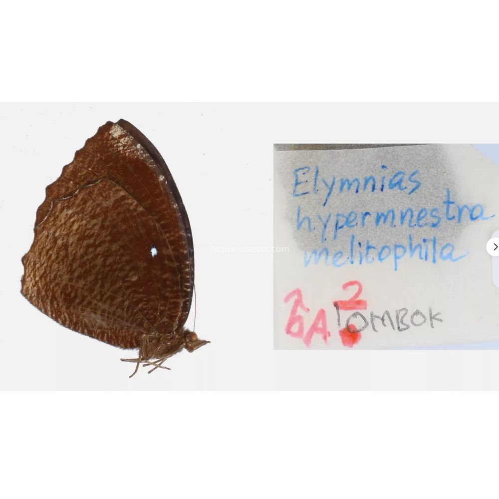 Different sp. of Elymnias - Nymphalidae from different islads of Indonesia