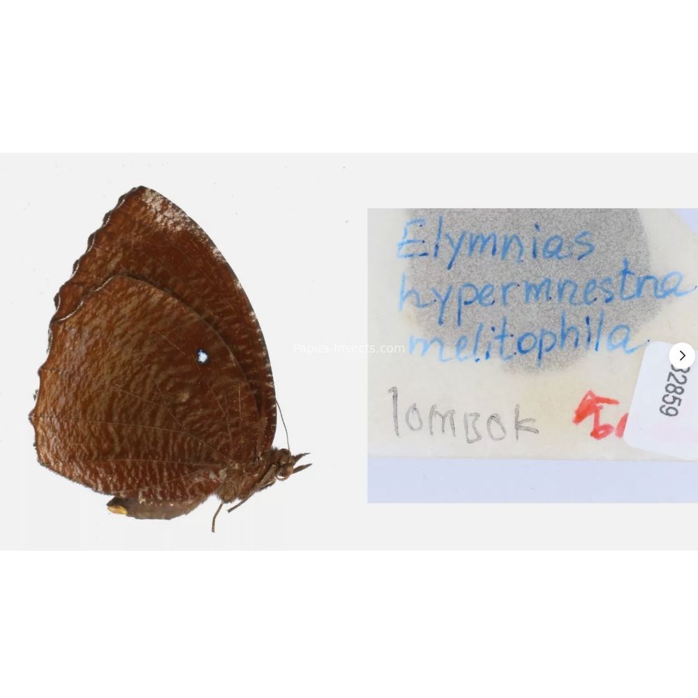 Different sp. of Elymnias - Nymphalidae from different islads of Indonesia