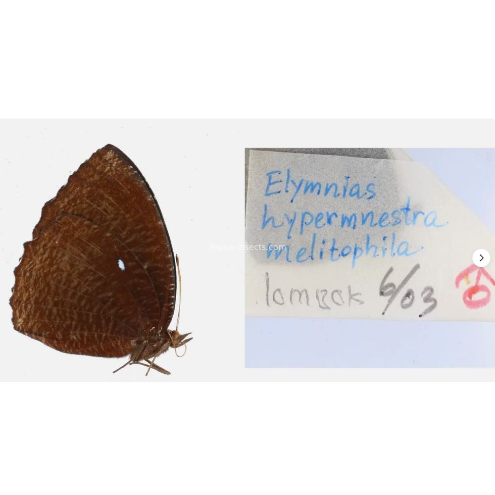 Different sp. of Elymnias - Nymphalidae from different islads of Indonesia