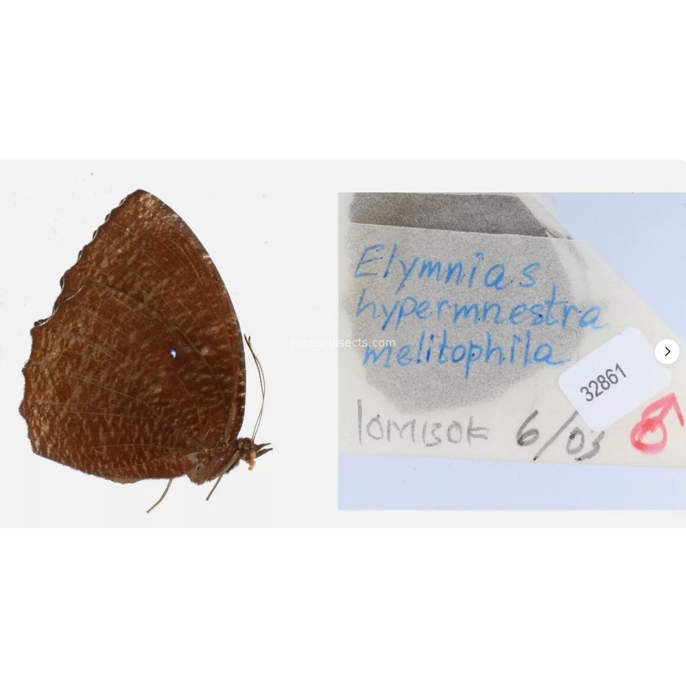 Different sp. of Elymnias - Nymphalidae from different islads of Indonesia