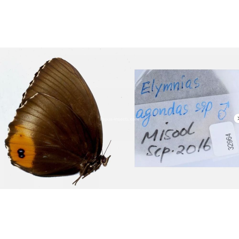 Different sp. of Elymnias - Nymphalidae from different islads of Indonesia