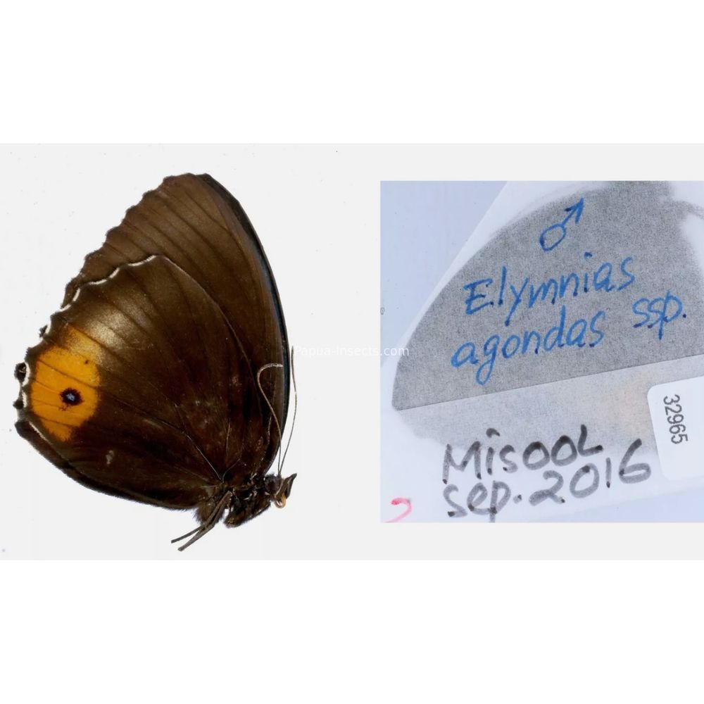 Different sp. of Elymnias - Nymphalidae from different islads of Indonesia