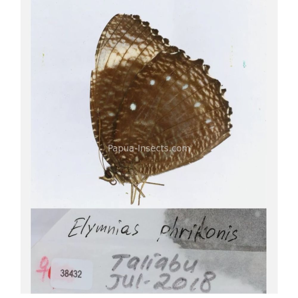 Different sp. of Elymnias - Nymphalidae from different islads of Indonesia