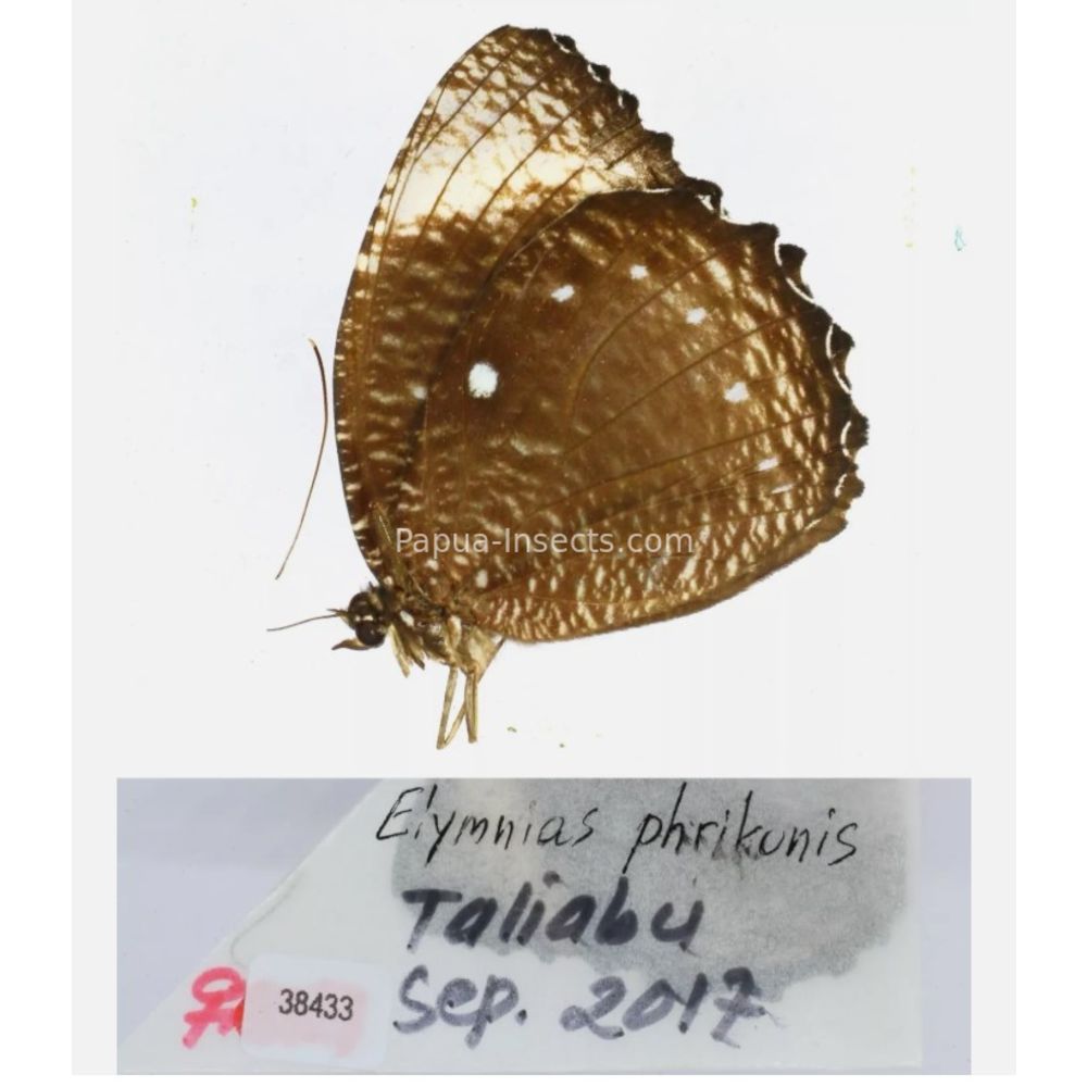 Different sp. of Elymnias - Nymphalidae from different islads of Indonesia