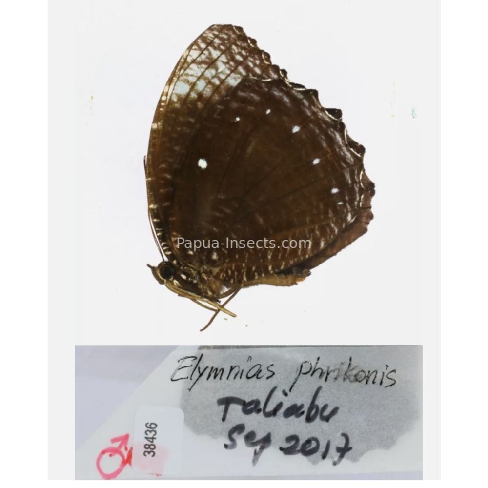 Different sp. of Elymnias - Nymphalidae from different islads of Indonesia