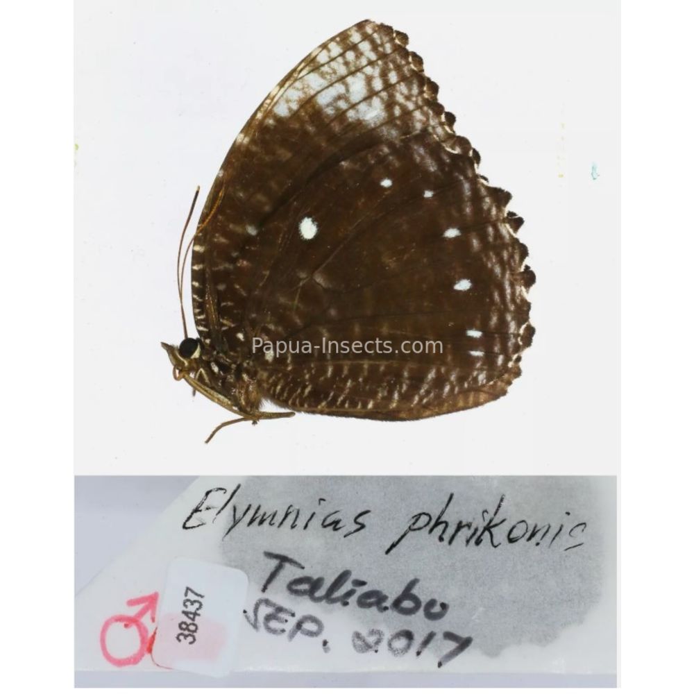 Different sp. of Elymnias - Nymphalidae from different islads of Indonesia