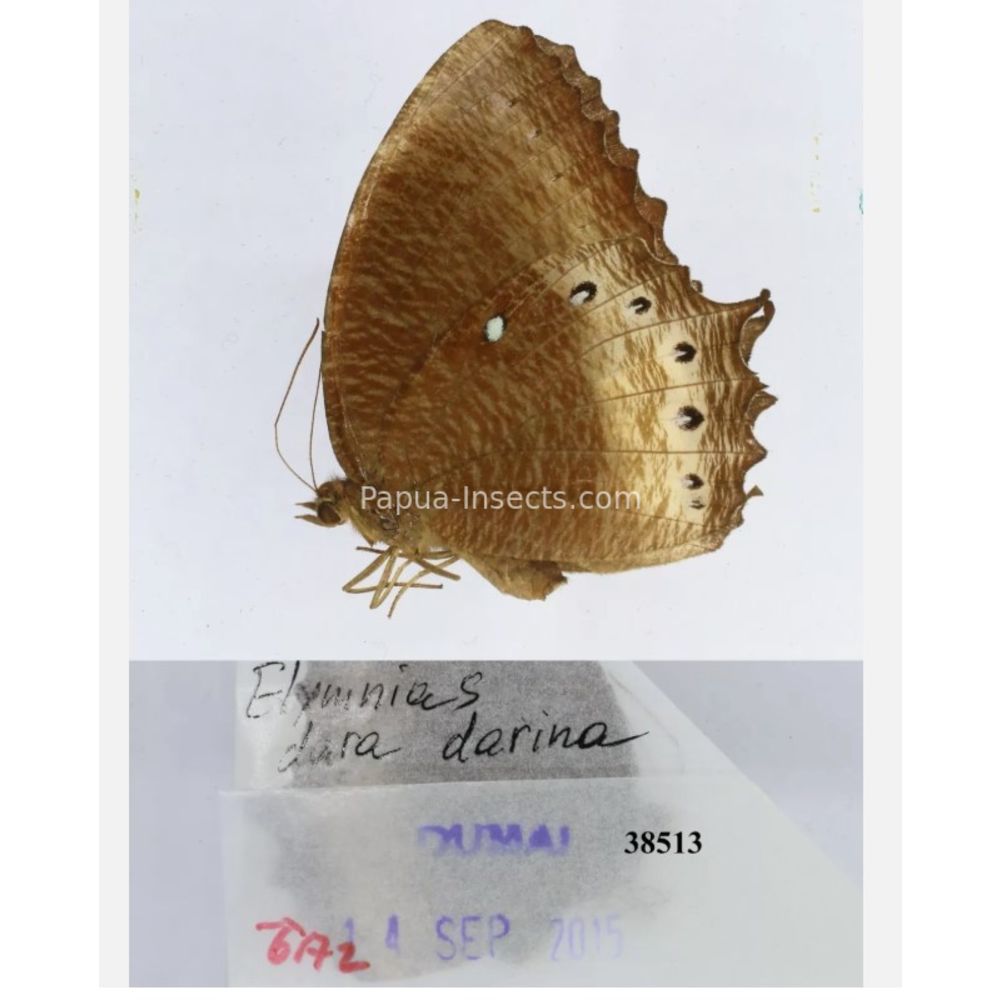 Different sp. of Elymnias - Nymphalidae from different islads of Indonesia