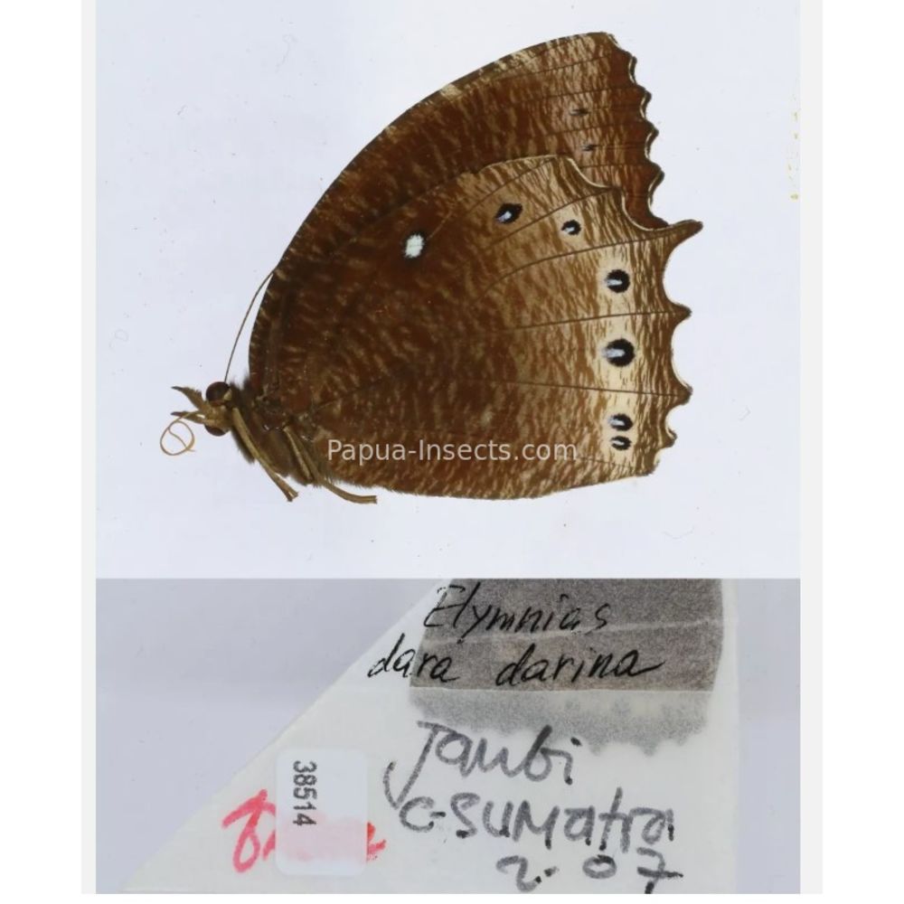 Different sp. of Elymnias - Nymphalidae from different islads of Indonesia