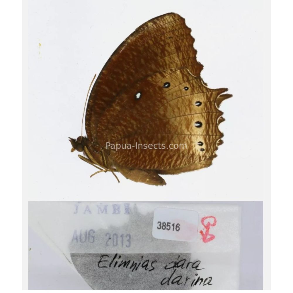 Different sp. of Elymnias - Nymphalidae from different islads of Indonesia