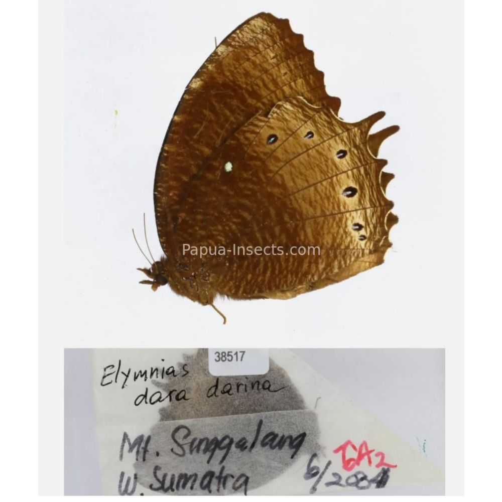 Different sp. of Elymnias - Nymphalidae from different islads of Indonesia