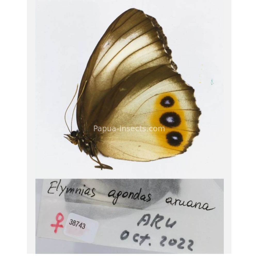 Different sp. of Elymnias - Nymphalidae from different islads of Indonesia