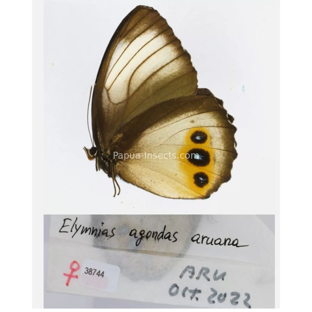 Different sp. of Elymnias - Nymphalidae from different islads of Indonesia